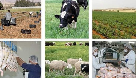 Agriculture : Les Mauritaniens intéressés par l’expérience algérienne