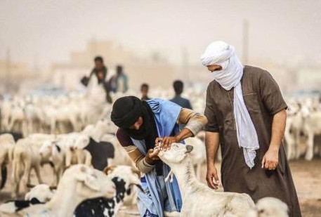Aid El Adha/Nouakchott : la flambée des prix du bétail met les familles à rude épreuve