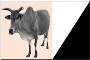 AJD/MR : Condoléances 