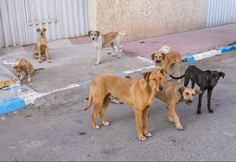 Rosso : campagne de lutte contre les chiens errants, un homme blessé par une balle 