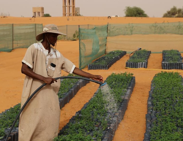 La maîtrise chinoise de la désertification soutient les efforts écologiques de la Mauritanie (REPORTAGE)