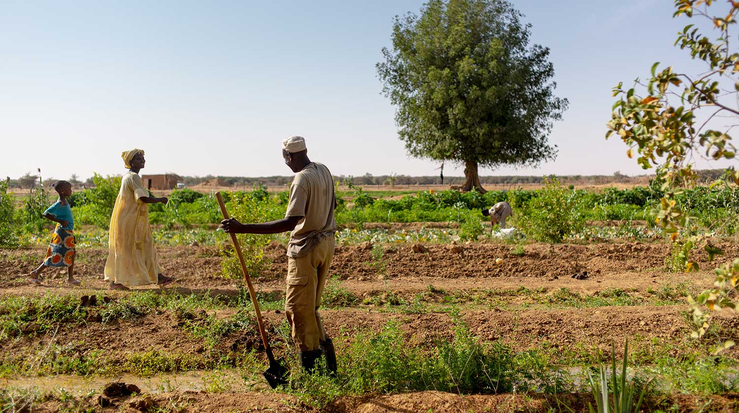 L’agriculture en Mauritanie : la « terre » mettra-t-elle fin au cauchemar du chômage parmi les jeunes ?