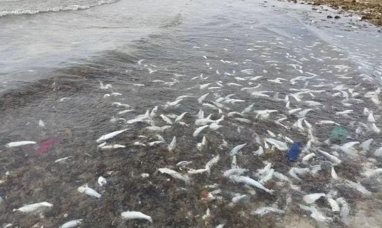 Mauritanie : morts de dizaines de mulets près de Nouadhibou 