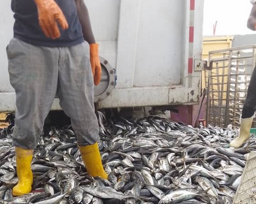 Voici pourquoi le poisson se fait rare pendant cette période