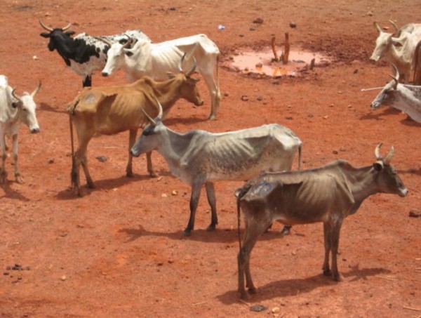 Yahi Ould Boubacar alerte sur l’inefficacité de la stratégie de protection des pâturages