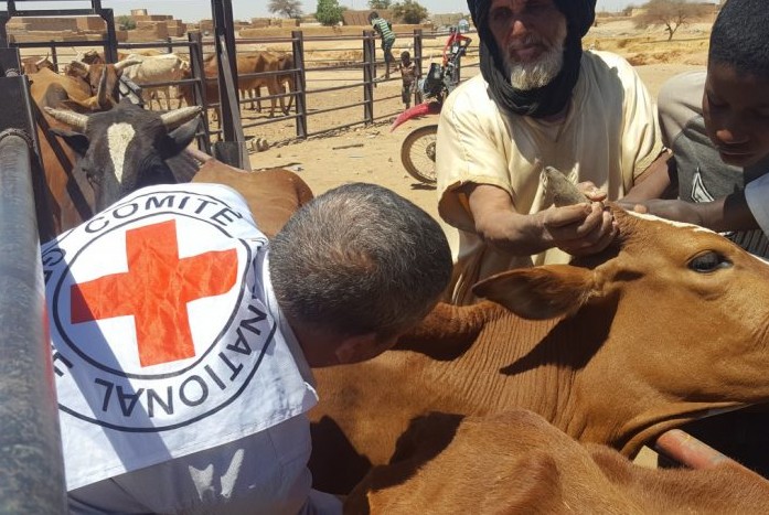 Mauritanie : recrudescence de la fièvre hémorragique, lancement d’une campagne de vaccination du cheptel